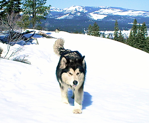 Ch Snowlion's Trekn Above T'Clouds WTD