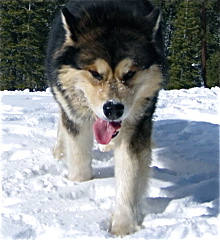 Snowlion Alaskan Malamutes Logan