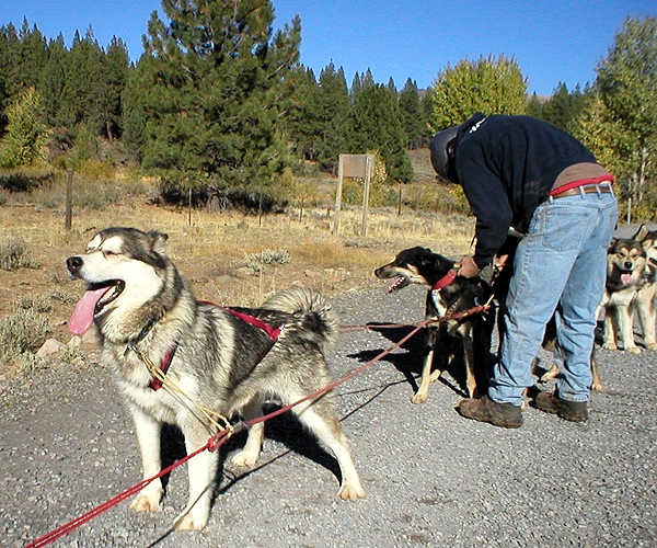 Alaskan Malamutes Snowlion Festival of Lights
