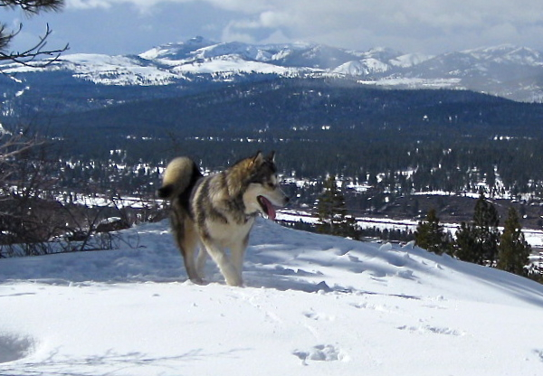 Alaskan Malamutes Snowlion Festival of Lights