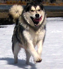 Snowlion Alaskan Malamutes Ti har