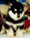 Black & White Alaskan Malamute