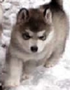 グレーと白アラスカMalamutes