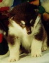   Brown & White alaskan malamutes