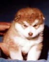 Red  & White alaskan malamutes