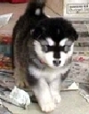 Seal & White Alaskan Malamute