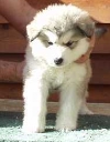 Gri deschis Alb Malamute din Alaska