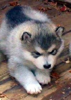  grå alaskan Malamute 