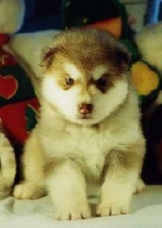 red alaskan Malamute