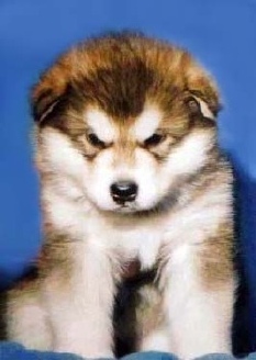  zobel Alaska Malamute