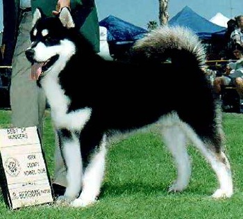 black and white alaskan malamute