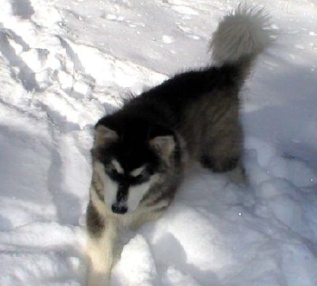  phoque malamutes d'Alaska 