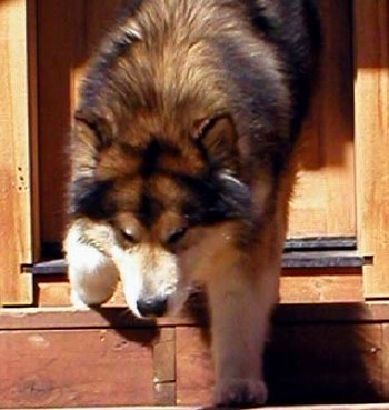  Sable malamutes d'Alaska 