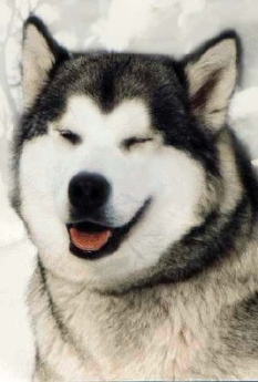  malamute de cara abierta