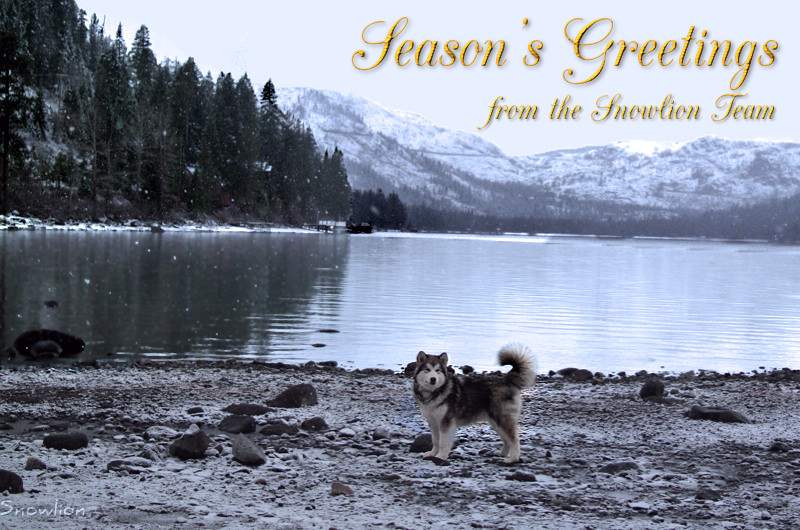 alaskan malamutes breeders puppies information