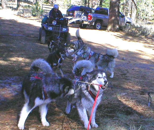 Snowlion Malamutes ATV training