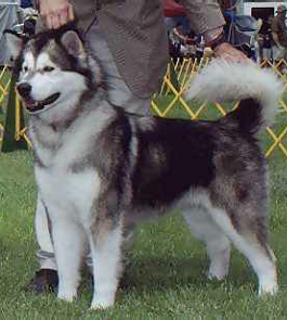 Ch Snowlion Sky Dancer WTD