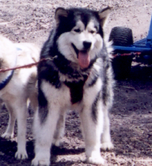 Snowlion Alaskan Malamutes Ch Sky