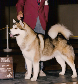 Snowlion Alaskan Malamutes--Ch Tara