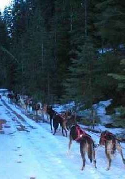 champion sled dogs - upper trails to Antelope Lake