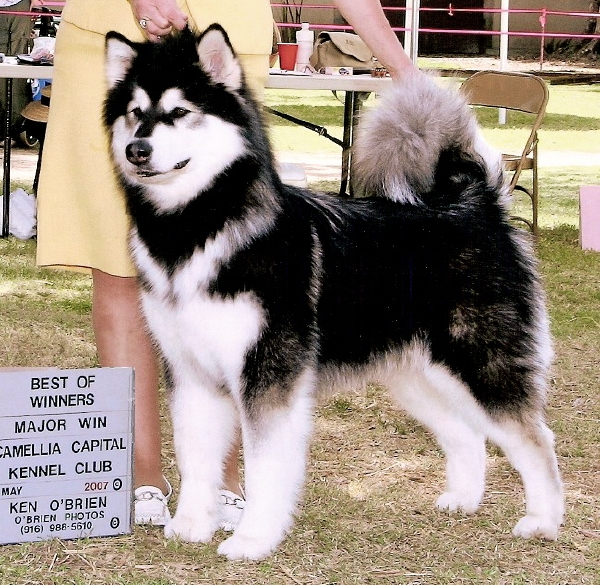 Ch Snowlion's Kathmandu Dreaming of Snowlion Alaskan Malamutes